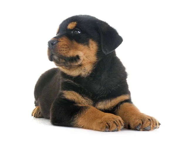 Cachorro rottweiler em estúdio — Fotografia de Stock