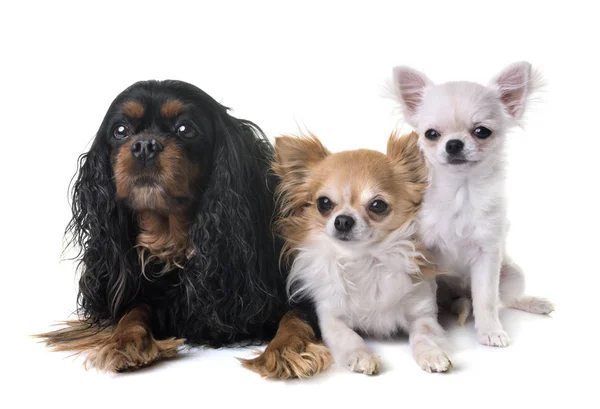 Cavalier king charles and chihuahua — Stock Image Cavalier king charles and chihuahua Royalty Free Stock Photos