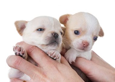 Studio chihuahua yavrusu