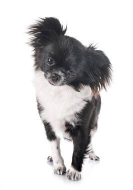 Studio genç chihuahua