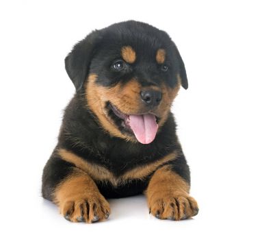 yavru rottweiler Studio