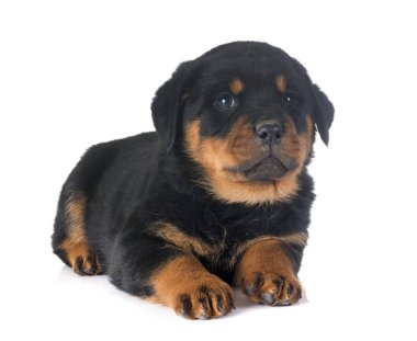 yavru rottweiler Studio