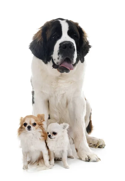 Jeune saint bernard et chihuahuas — Photo