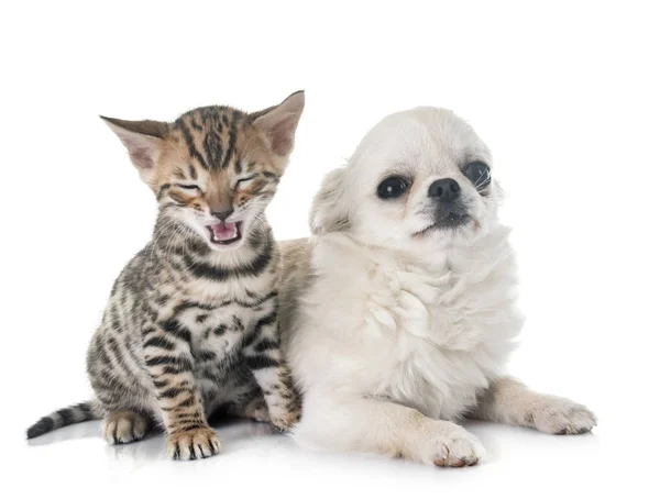 Bengal kitten and puppy chihuahua — Stock Photo, Image
