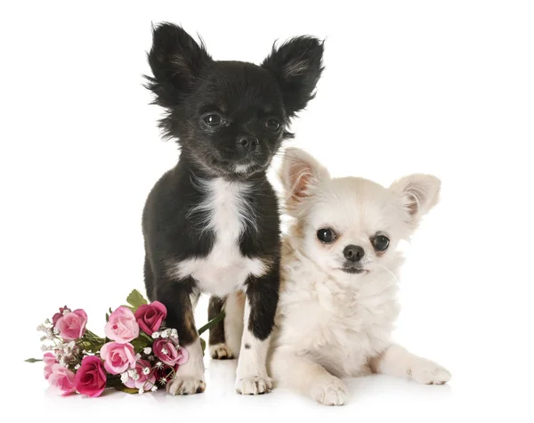 Puppies chihuahua in studio — Stockfoto