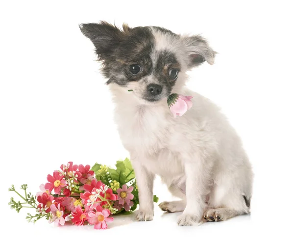 Chihuahua filhote de cachorro no estúdio — Fotografia de Stock