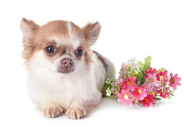 Köpek chihuahua Studio — Stok fotoğraf