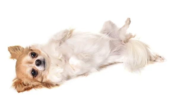 Chihuahua in studio — Stockfoto