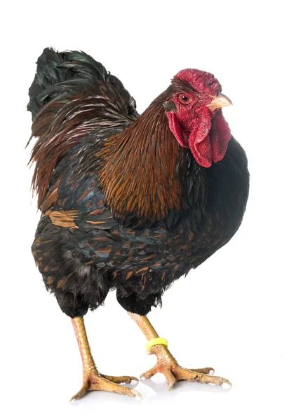 Złoto splecione Wyandotte kurczaka w studio — Zdjęcie stockowe