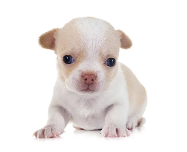 Puppy chihuahua in studio — Stock Photo, Image