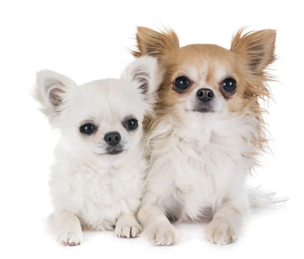 Chihuahuas în studio — Fotografie, imagine de stoc