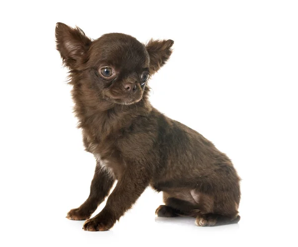 Valp chihuahua i studio — Stockfoto