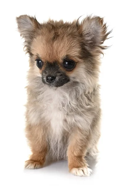 Welpe Chihuahua im Studio — Stockfoto