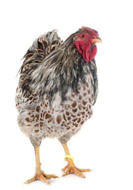  Mavi-bağcıklı Wyandotte tavuk Studio