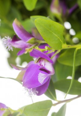 Polygala myrtifolia Studio