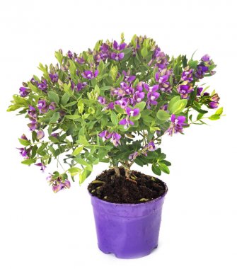 Polygala myrtifolia Studio