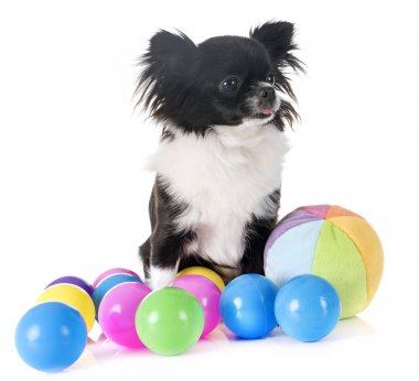 Studio genç chihuahua