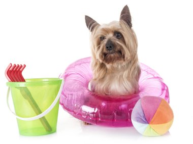 Yorkshire terrier Studio