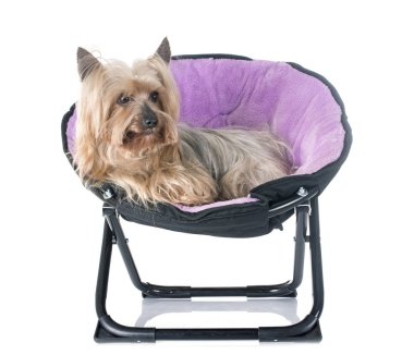 Yorkshire terrier Studio