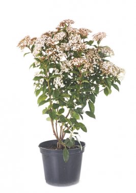 Viburnum tinus in studio