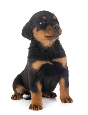 yavru rottweiler Studio