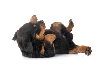 yavru rottweiler Studio