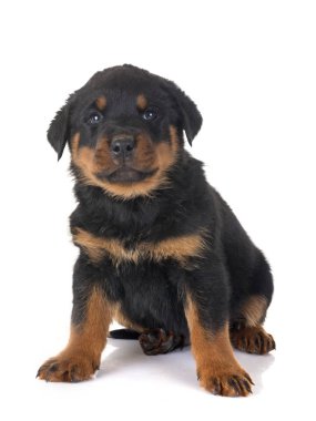 yavru rottweiler Studio