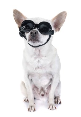 chihuahua Studio