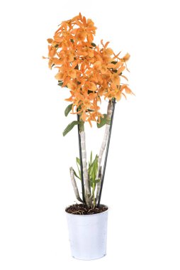 Turuncu Dendrobium Studio