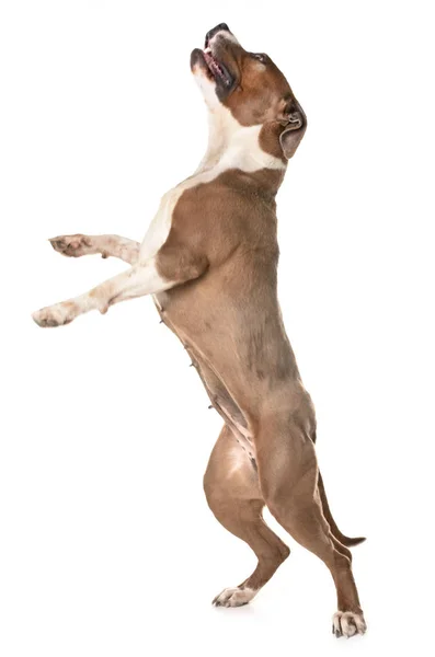 American staffordshire terrier — Foto de Stock