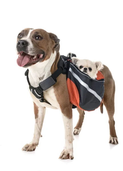 American staffordshire terrier, chihuahua and bag — Stock Photo, Image