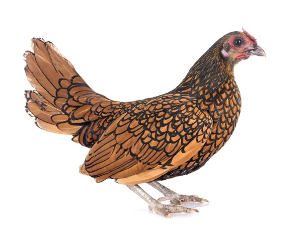 Altın Sebright tavuk — Stok fotoğraf