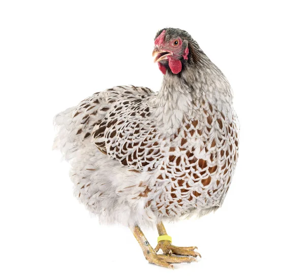 Blue-laced Wyandotte chicken in studio — Stock Photo, Image