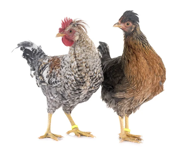 Κοτόπουλο κρέμα legbar — Φωτογραφία Αρχείου