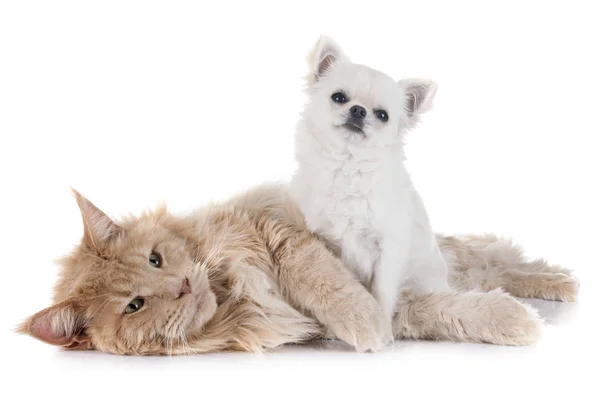 Maine coon kedi ve chihuahua — Stok fotoğraf