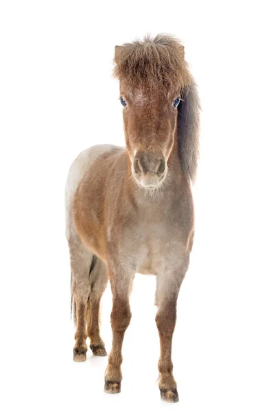 Falabella miniaturní kůň — Stock fotografie