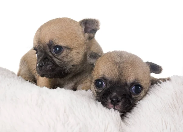 Puppies chihuahua in studio — Stockfoto