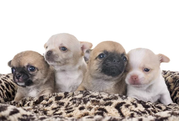 Puppies chihuahua in studio — Stock Photo, Image