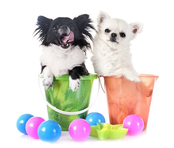 Young chihuahuas in studio — Stock Photo, Image