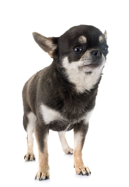 Volwassen chihuahua in studio — Stockfoto