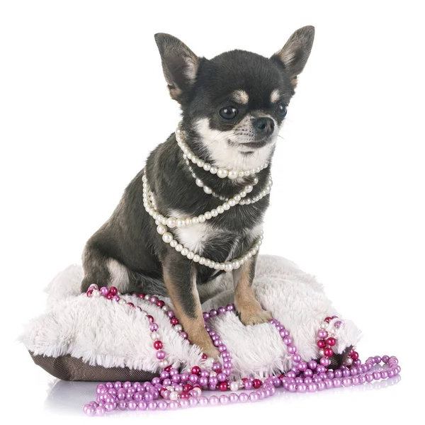 Adult chihuahua in studio — Stock Photo, Image