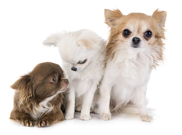 Chihuahuas en estudio — Foto de Stock