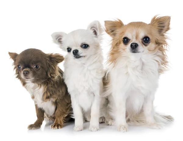 Chihuahuas i studio — Stockfoto