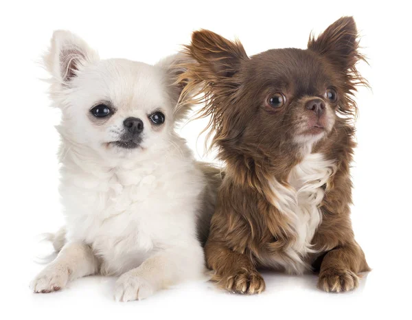 Chihuahuas en estudio —  Fotos de Stock