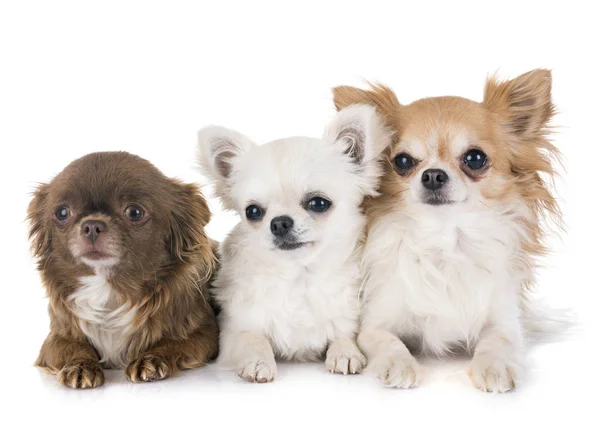 Chihuahuas i studio — Stockfoto