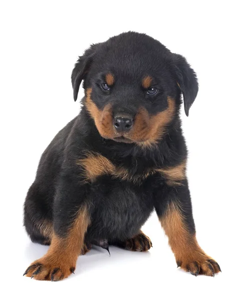 Valp rottweiler i studio — Stockfoto