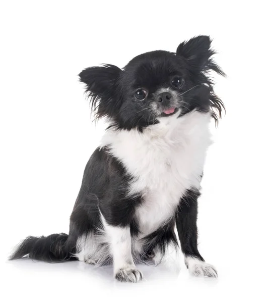 Young chihuahua in studio — Stock Photo, Image