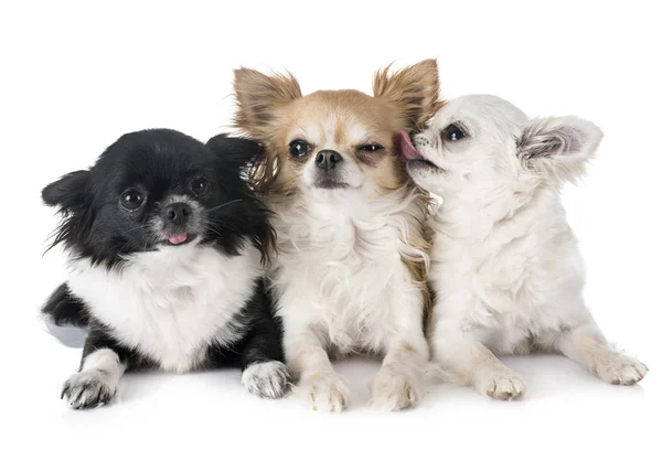 Young chihuahuas in studio — Stock Photo, Image