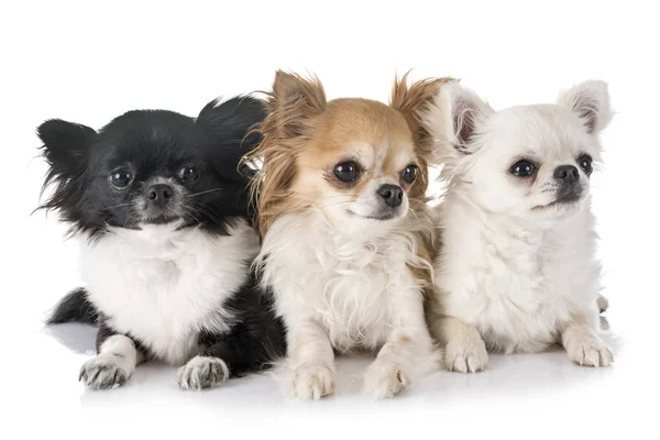 Jonge chihuahuas in studio — Stockfoto