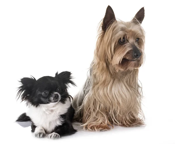 Junger Chihuahua und Yorkshire Terrier — Stockfoto